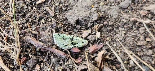 Merveille du Jour
