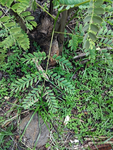 Albizia lebbeck observed 2026-10-15