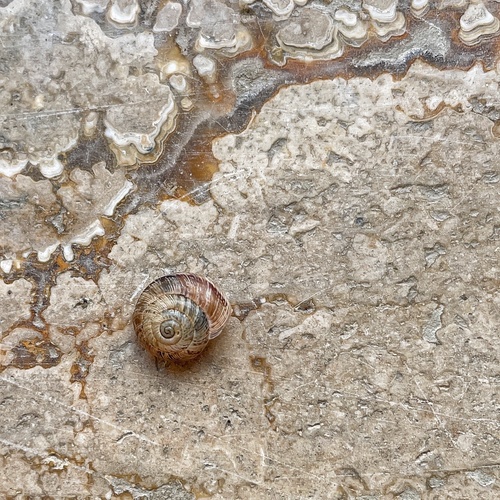 Maritime Garden Snail