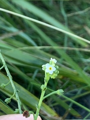 Hackelia suaveolens
