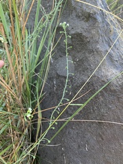 Hackelia suaveolens