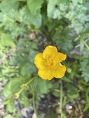 Ranunculus repens