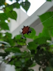 Gasteracantha cancriformis