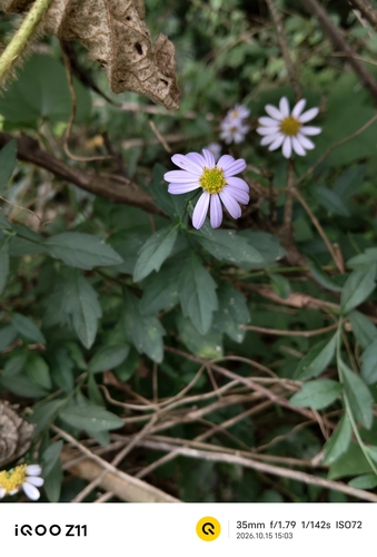 Kalimeris indica observed 2026-10-15