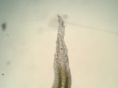 Racomitrium ericoides