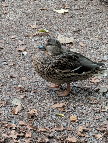 Mallard