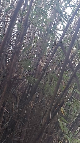 Eastern Barn Owl