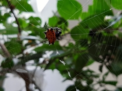 Gasteracantha cancriformis