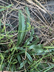 Hackelia suaveolens