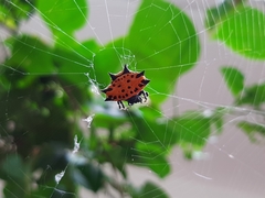Gasteracantha cancriformis