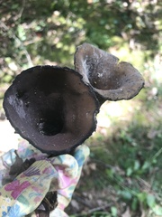 Urnula