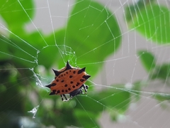 Gasteracantha cancriformis