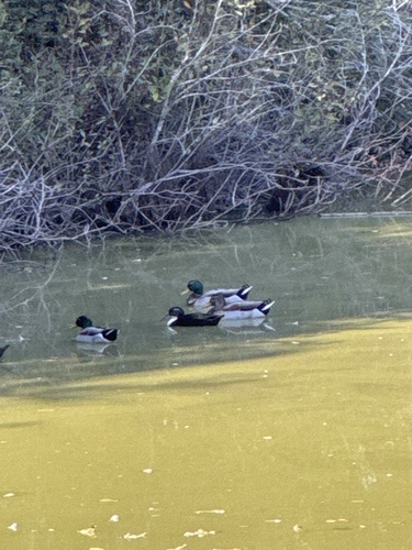 Mallard