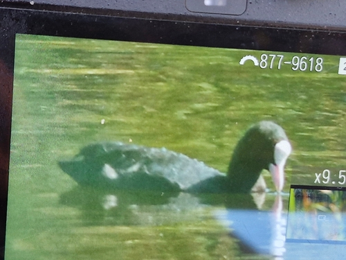 Common Coot