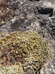 Racomitrium ericoides