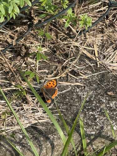 Small Copper