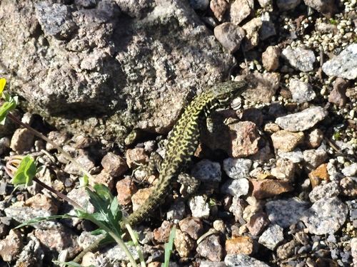 Common Wall Lizard
