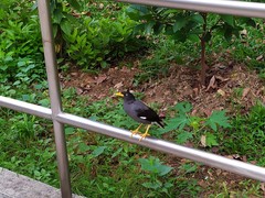 Acridotheres javanicus