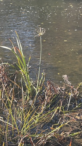 Flowering-rush