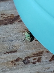 Coniatus splendidulus