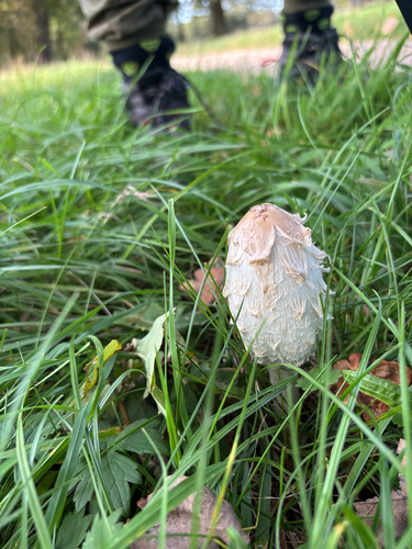 Shaggy Mane