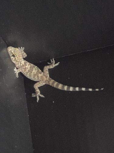Mediterranean House Gecko
