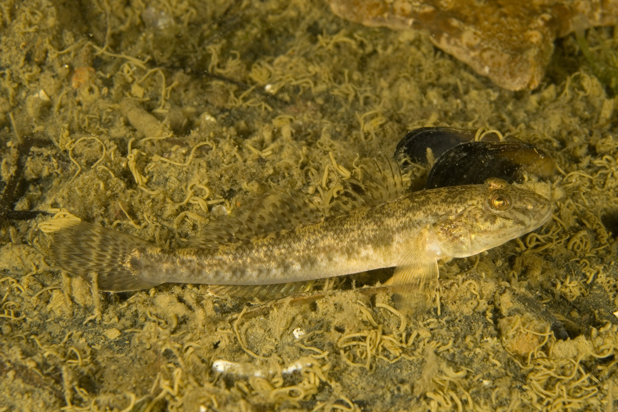 Gobião-japonês (Acanthogobius flavimanus) · BioDiversity4All, image size:2048x1365