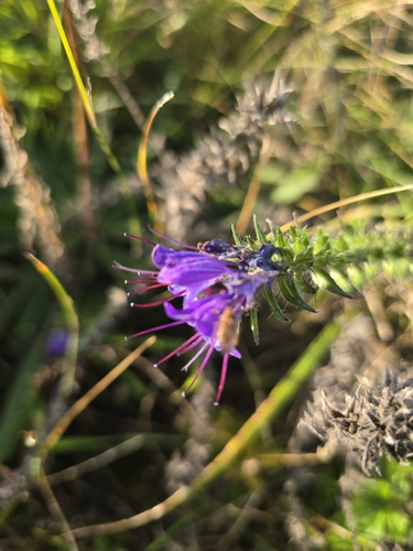 viper's-bugloss
