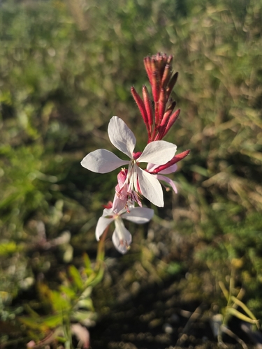 clockweed