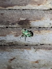 Coniatus splendidulus