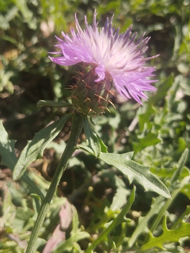 Rough Star-thistle