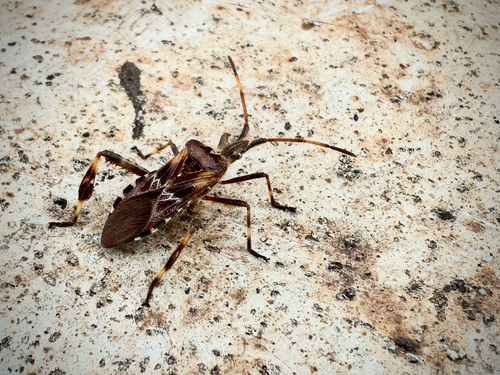 Western Conifer Seed Bug