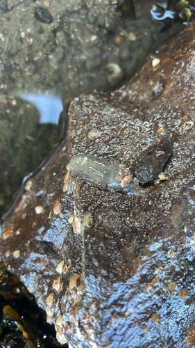 Ciona intestinalis observed 2026-10-07