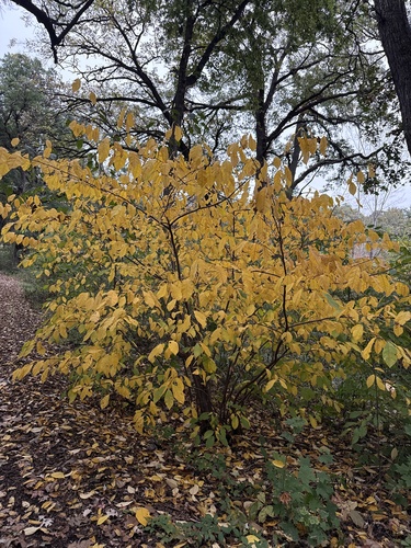 northern spicebush
