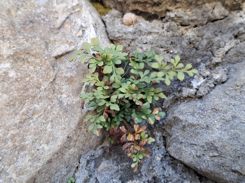 wall-rue