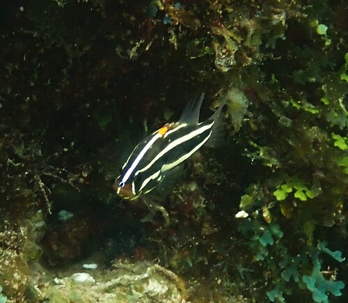 Grammistes sexlineatus observed 2026-10-15