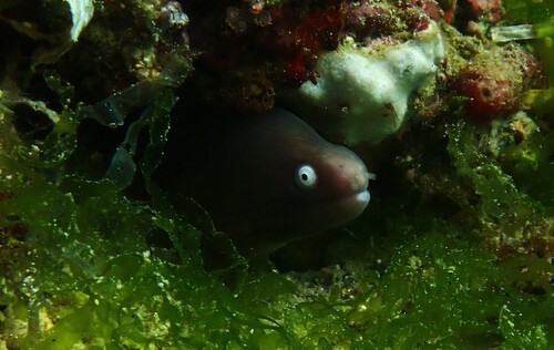 Gymnothorax thyrsoideus observed 2026-10-15