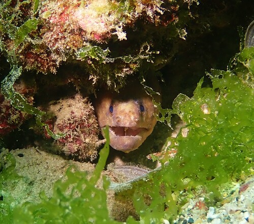 Gymnothorax monochrous observed 2026-10-15
