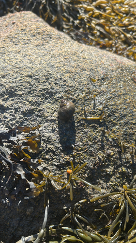 Littorina saxatilis, 2026-10-07
