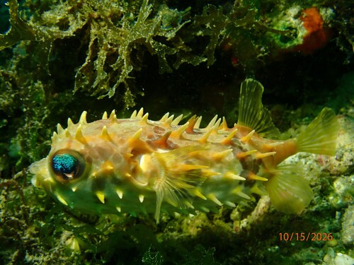 Cyclichthys orbicularis observed 2026-10-15