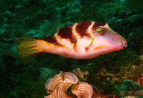 Canthigaster axiologus observed 2026-10-15