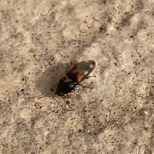 Drasterius bimaculatus