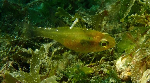 Ostorhinchus hoevenii observed 2026-10-15