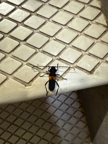 Tragidion coquus