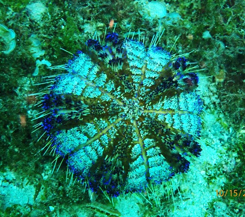 Asthenosoma observed 2026-10-15