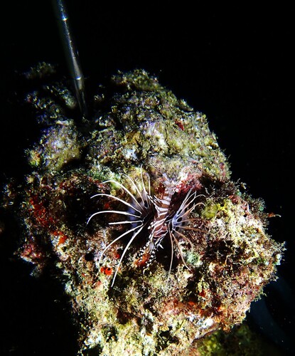 Pterois antennata observed 2026-10-14