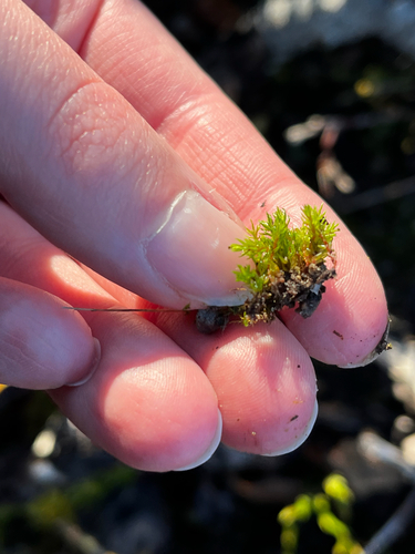 Oligotrichum hercynicum observed 2026-10-14