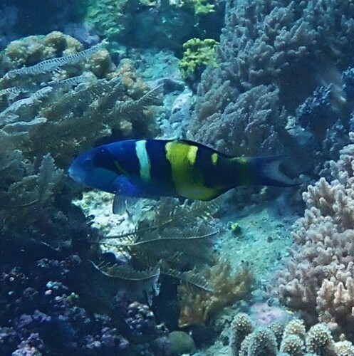 Thalassoma jansenii observed 2026-10-14