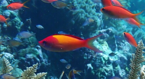 Pseudanthias dispar observed 2026-10-14