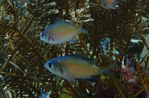 Chromis weberi observed 2026-10-14